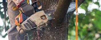 Best Tree Removal Service  in Englishtown, NJ