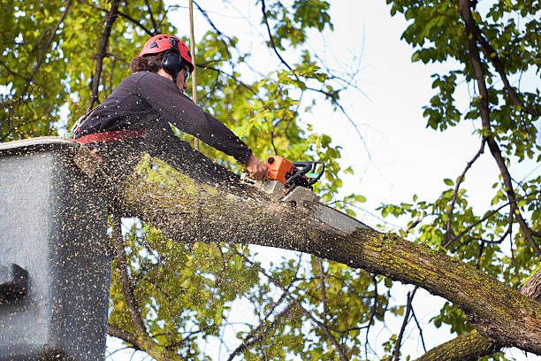 Professional Tree Services in Englishtown, NJ